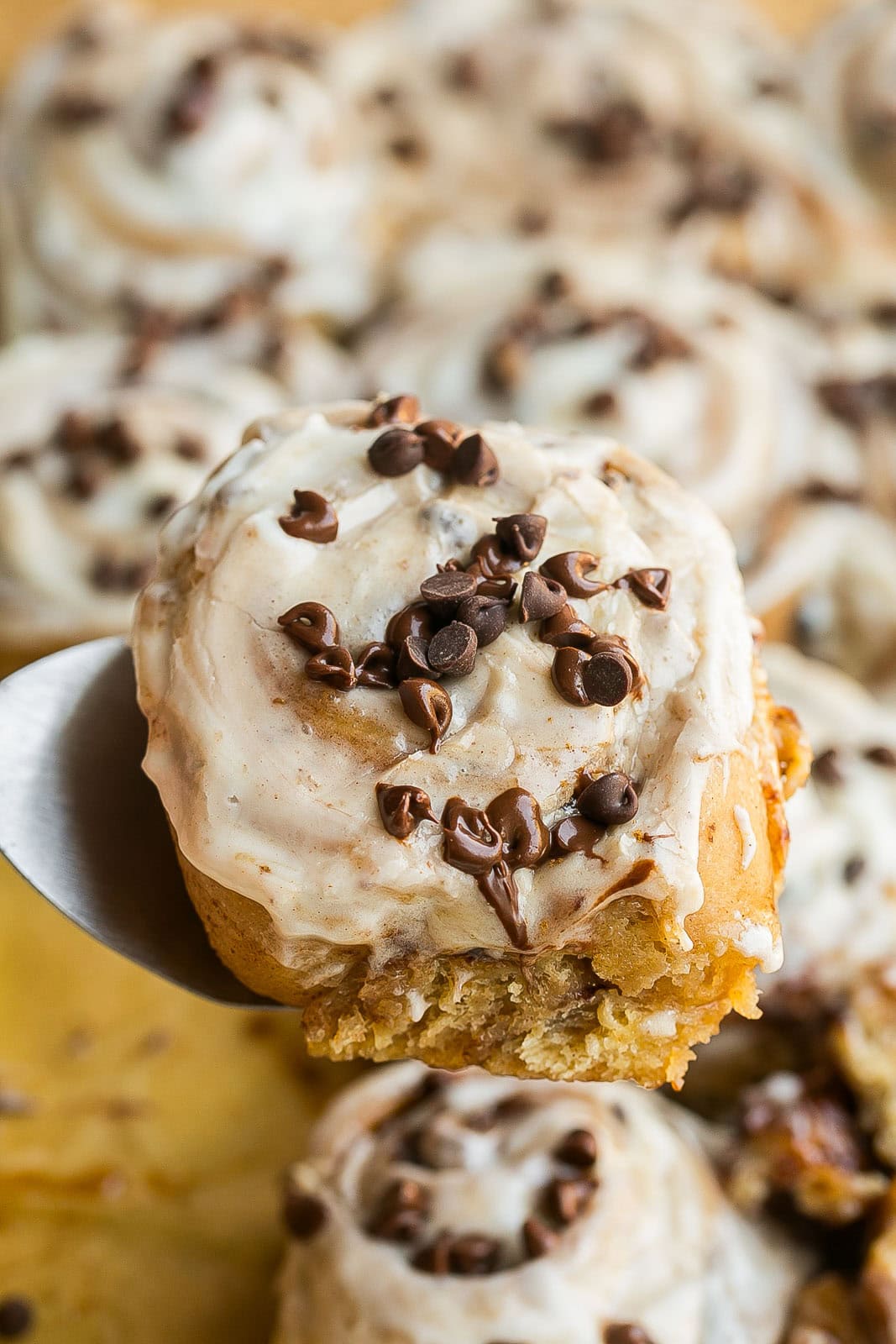 A chocolate chip cinnamon roll on a spatula.